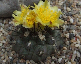 10 seeds of CACTUS copiapoa leonensis -SUCCULENT PLANTS - succulents - cactaceae - flower seeds - high germinability - seeds