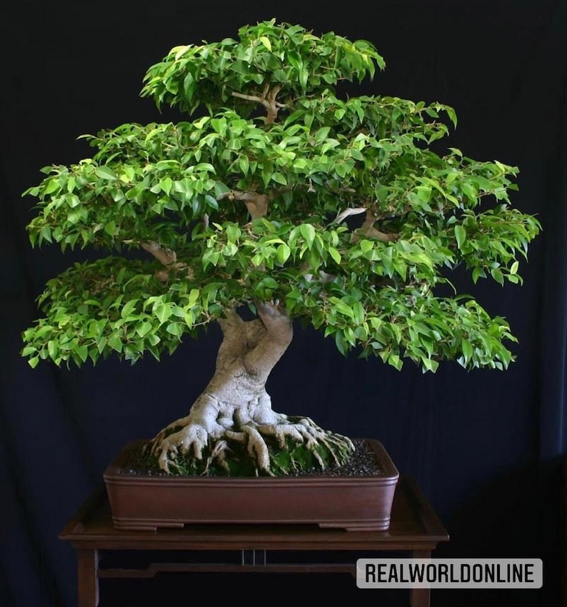 10 seeds of FICUS BENJAMINA fig BONSAI seeds high quality selected seeds top plant image 1