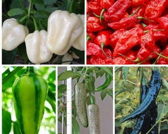 50 SEEDS RARE chili pepper 10 per type as in the picture + free seeds rare chili - high quality selected seeds - ornamental plant top