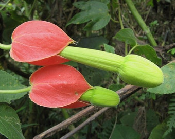 10 seeds of PASSIFLORA AMPULLACEA - tropical plant - flower seeds - high germinability - seeds