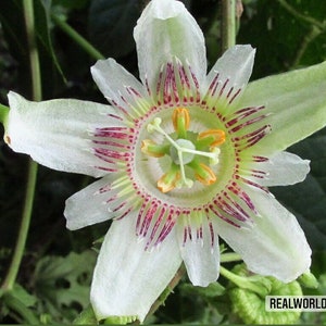 10 seeds of PASSIFLORA SPRUCEI - tropical plant - flower seeds - high germinability - seeds