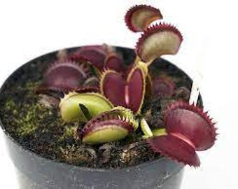 10 Rare Seeds DIONEA RED JAWS Tree Carnivorous Plant - Rare Seeds - High Quality Selected Seeds