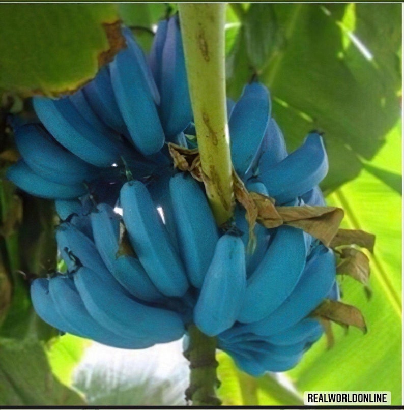 10 BLAUE BANANENSAMEN Musa itinerans burmesische Blausamen-Bananen hochwertige, ausgewählte Samen tropische Top-Pflanze Bild 1