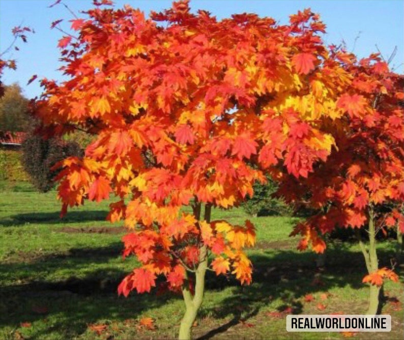 10 seeds acer JAPONICUM -maple JAPPONESE seeds rare - high quali 10 seeds acer JAPONICUM -maple JAPPONESE seeds rare - high quali