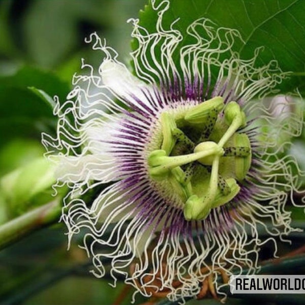 10 seeds of PASSIFLORA MORIFOLIA - tropical plant - flower seeds - high germinability - seeds