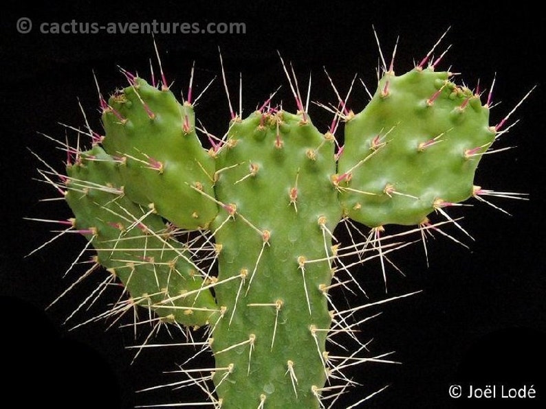 10 seeds of CACTUS consolea spinosissima SUCCULENT PLANTS succulents cactaceae flower seeds high germinability seeds image 1