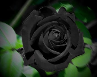 SEMI ROSE BLACK 50 pcs rare seeds of exotic flower, perennial flowers, rare rose high quality selected seeds