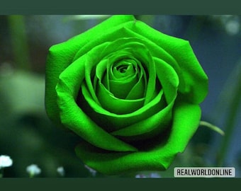 SEMI ROSE VERDI 50 pcs rare seeds of exotic flower, perennial flowers, rare rose - high quality selected seeds