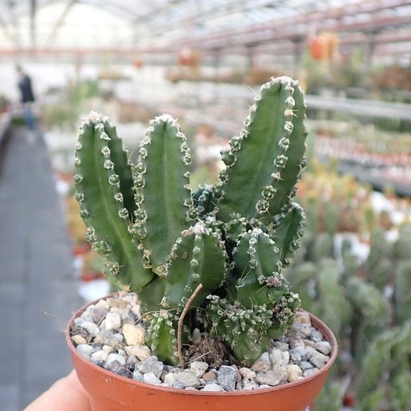 10 semillas de CACTUS cereus tetragonus - PLANTAS SUCULENTAS - suculentas - cactaceae - semillas de flores - alta germinabilidad - semillas