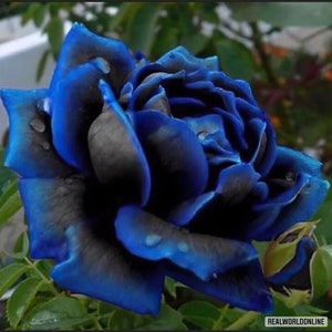 Kobalt BLAUWE ROSE ZADEN 50 pc's zeldzame exotische bloemzaden, meerjarige bloemen, zeldzame roos geselecteerde zaden van hoge kwaliteit