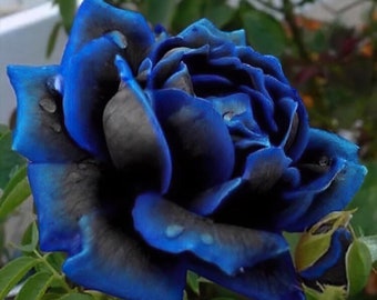 SEMI ROSES COBALT BLUE 50 pcs rare seeds of exotic flower, perennial flowers, rare rose high quality selected seeds