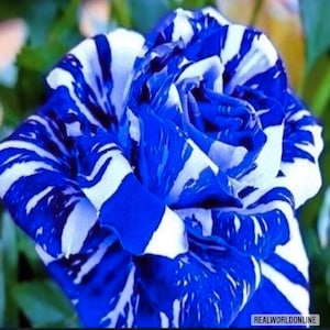 BLUE ROSE SEEDS lineage 50 pcs rare exotic flower seeds, perennial flowers, rare rose high quality selected seeds