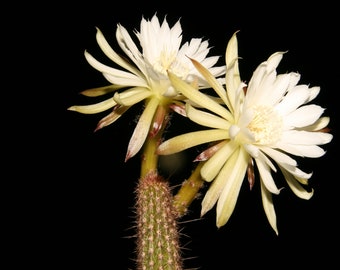 10 seeds of CACTUS arthrocereus melanurus - SUCCULENT PLANTS - succulents - cactaceae - flower seeds - high germinability - seeds