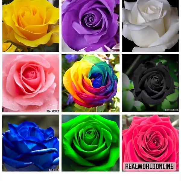 SEEDS ROSE MIX 90 pcs 10 du genre - graines rares de fleurs exotiques, fleurs vivaces, rose rare - graines sélectionnées de haute qualité