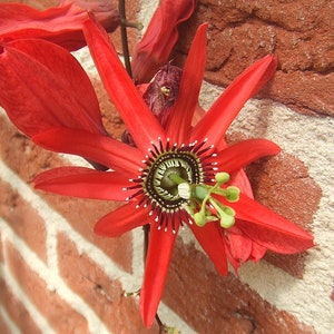 10 seeds of PASSIFLORA MACEMOSA - tropical plant - flower seeds - high germinability - seeds