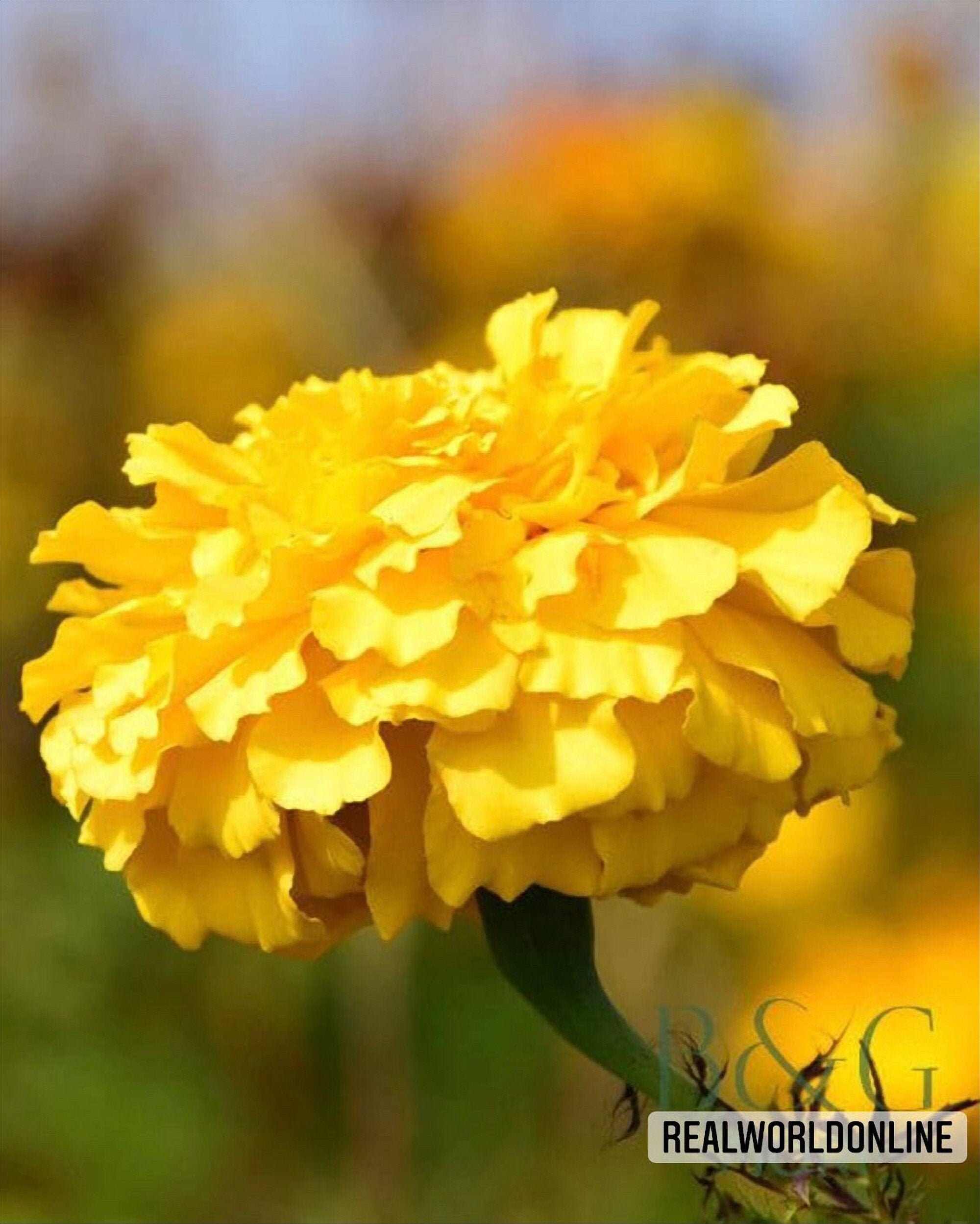 50 seeds OF YELLOW CARNATION high quality selected seeds Etsy