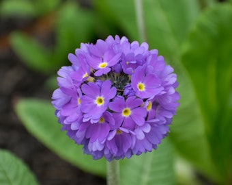 30 seeds of PRIMULA DENTICULATA BLU - flower seeds - high germinability - seeds