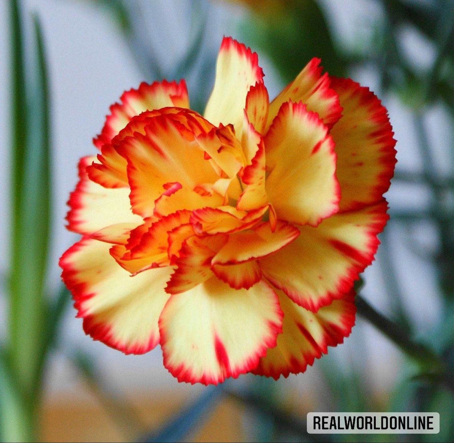 50 Seeds OF ORANGE CARNATION High Quality Selected Seeds Etsy