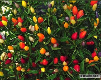 50 rare seeds CHILI NUMEX TWILIGHT + free seeds rare chili - high quality selected seeds - top ornamental plant