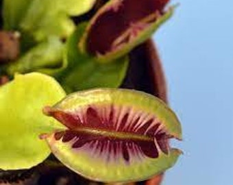 10 Rare Seeds DIONEA FUSED TEETH Tree Carnivorous Plant - Rare Seeds - High Quality Selected Seeds