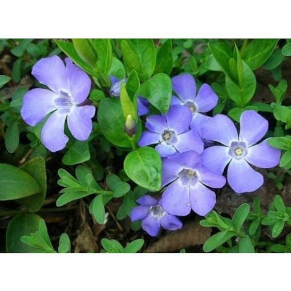 30 semi di VINCA VIOLETTA - semi di fiori - alta germinabilità - seeds