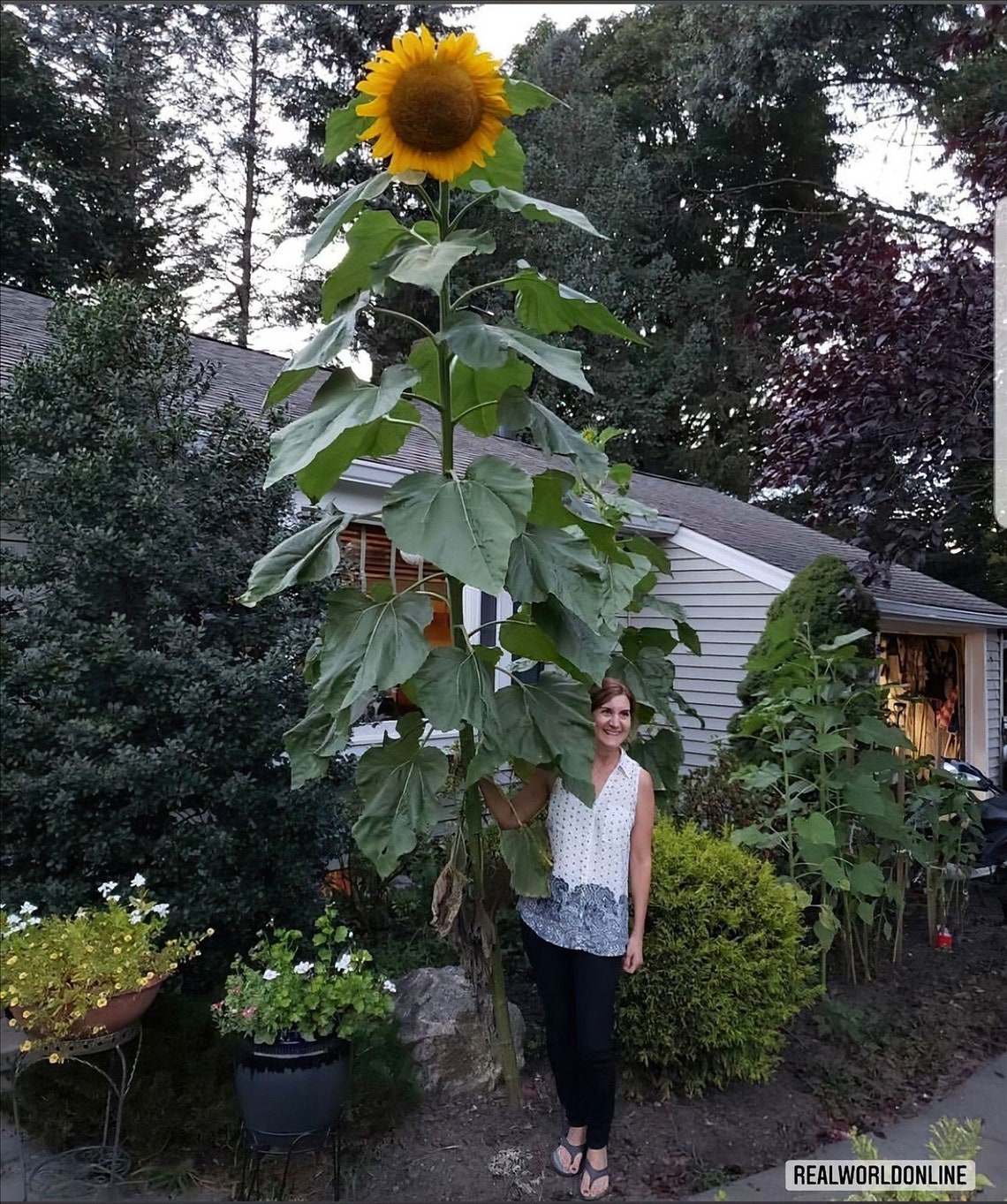10 rare seeds GIANT SUNFLOWERtitan SUNFLOWERup to 4 meters Etsy