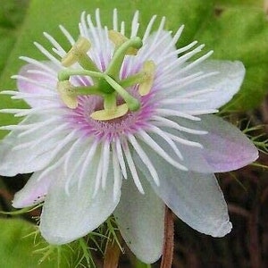 10 seeds of PASSIFLORA FOETIDA - tropical plant - flower seeds - high germinability - seeds