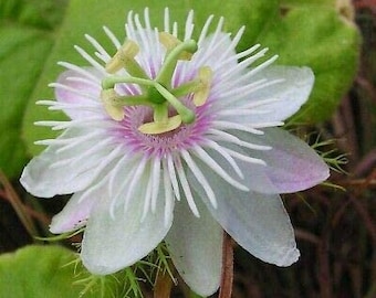 10 seeds of PASSIFLORA FOETIDA - tropical plant - flower seeds - high germinability - seeds