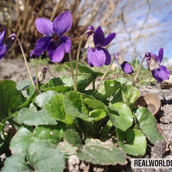 30 seeds of VIOLA ODORATA - flower seeds - high germinability - seeds