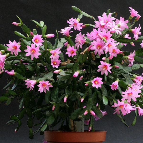 10 seeds of CACTUS Rhipsalidopsis rosea -SUCCULENT PLANTS - succulents - cactaceae - flower seeds - high germinability - seeds