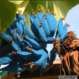 10 BLAUE BANANENSAMEN Musa itinerans burmesische Blausamen-Bananen hochwertige, ausgewählte Samen tropische Top-Pflanze Bild 2