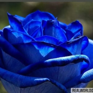 BLUE ROSE SEEDS 50 pcs rare exotic flower seeds, perennial flowers, rare rose - high quality selected seeds