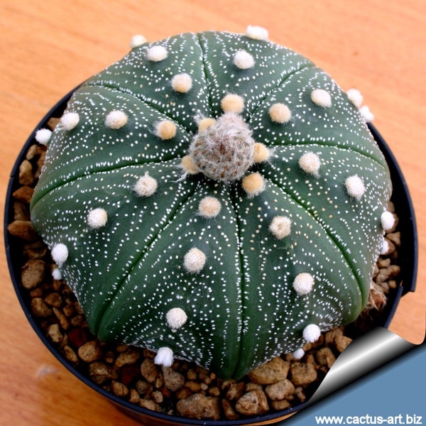 10 semi di CACTUS astrophytum asterias - PIANTE SUCCULENTE- piante grasse - cactaceae - semi di fiori - alta germinabilità - seeds