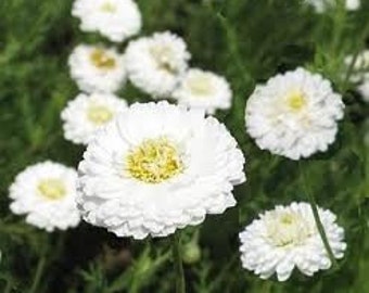 30 seeds of ROMAN CHAMOMILE flowers - flower seeds - high germinability - seeds