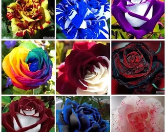 SEMI ROSE MIX 90 pcs 10 per type - rare seeds of exotic flower, perennial flowers, rare pink - high quality selected seeds