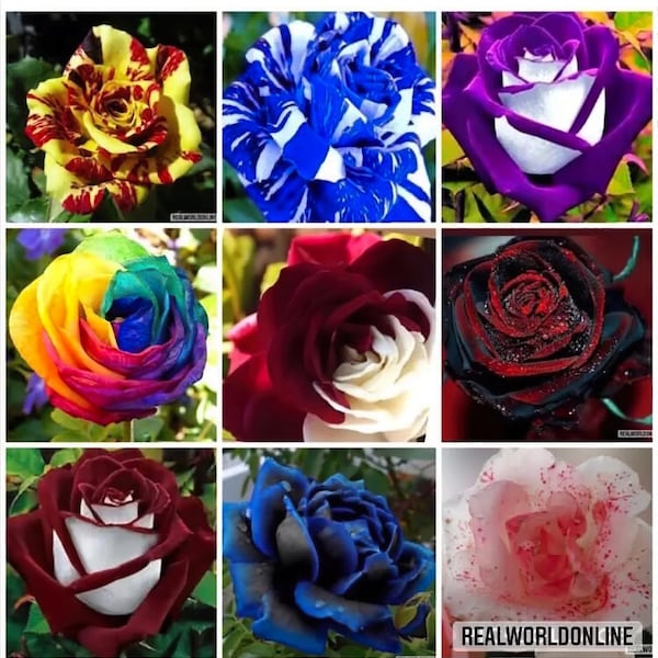 SEMI ROSE MIX 90 pcs 10 per type - rare seeds of exotic flower, perennial flowers, rare pink - high quality selected seeds