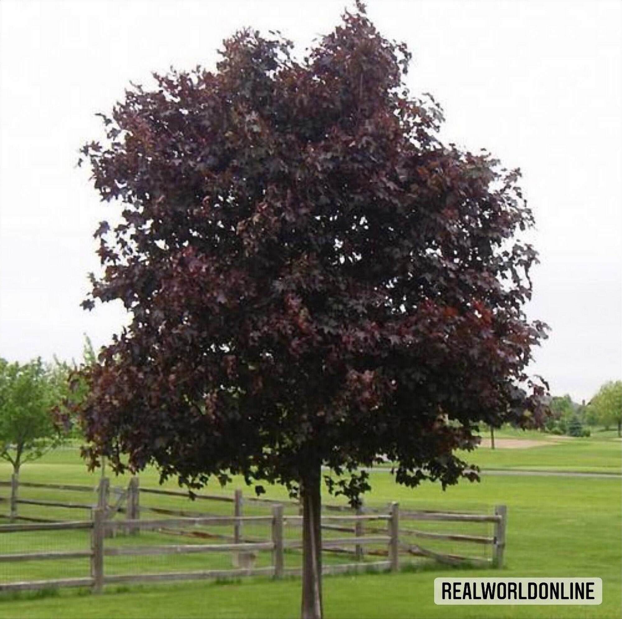 10 Japanese BLACK maple seeds black lace acer high quality Etsy