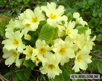 30 semi di PRIMULA VULGARIS - semi di fiori - alta germinabilità - seeds