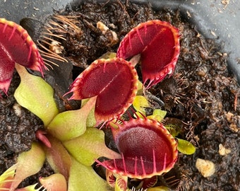 10 Rare Seeds DIONEA CUP TRAP Tree Carnivorous Plant - Rare Seeds - High Quality Selected Seeds