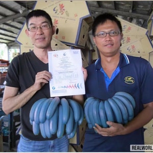 10 BLAUE BANANENSAMEN Musa itinerans burmesische Blausamen-Bananen hochwertige, ausgewählte Samen tropische Top-Pflanze Bild 3