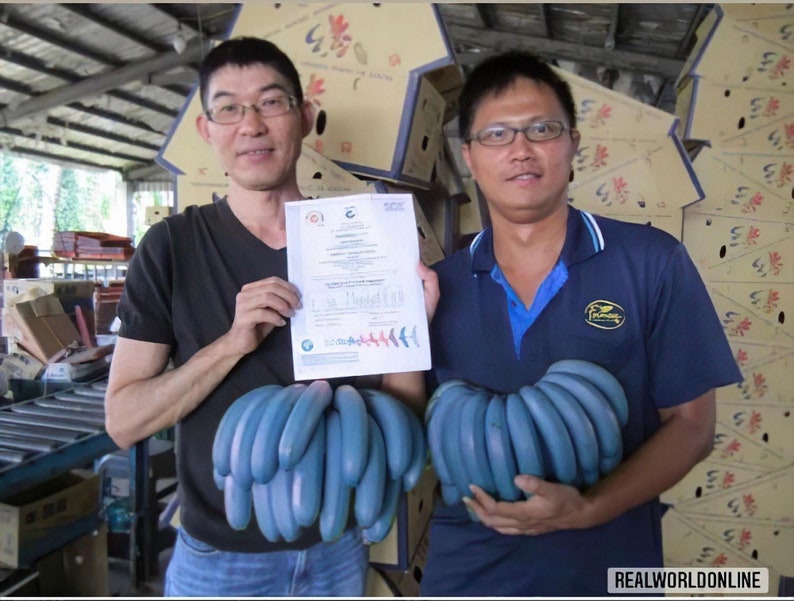 10 BLAUE BANANENSAMEN Musa itinerans burmesische Blausamen-Bananen hochwertige, ausgewählte Samen tropische Top-Pflanze Bild 3
