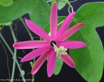 10 seeds of PASSIFLORA REFLEXIFLORA - tropical plant - flower seeds - high germinability - seeds
