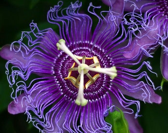 10 semillas de PASSIFLORA INCARNATA - planta tropical - semillas de flores - alta germinabilidad - semillas