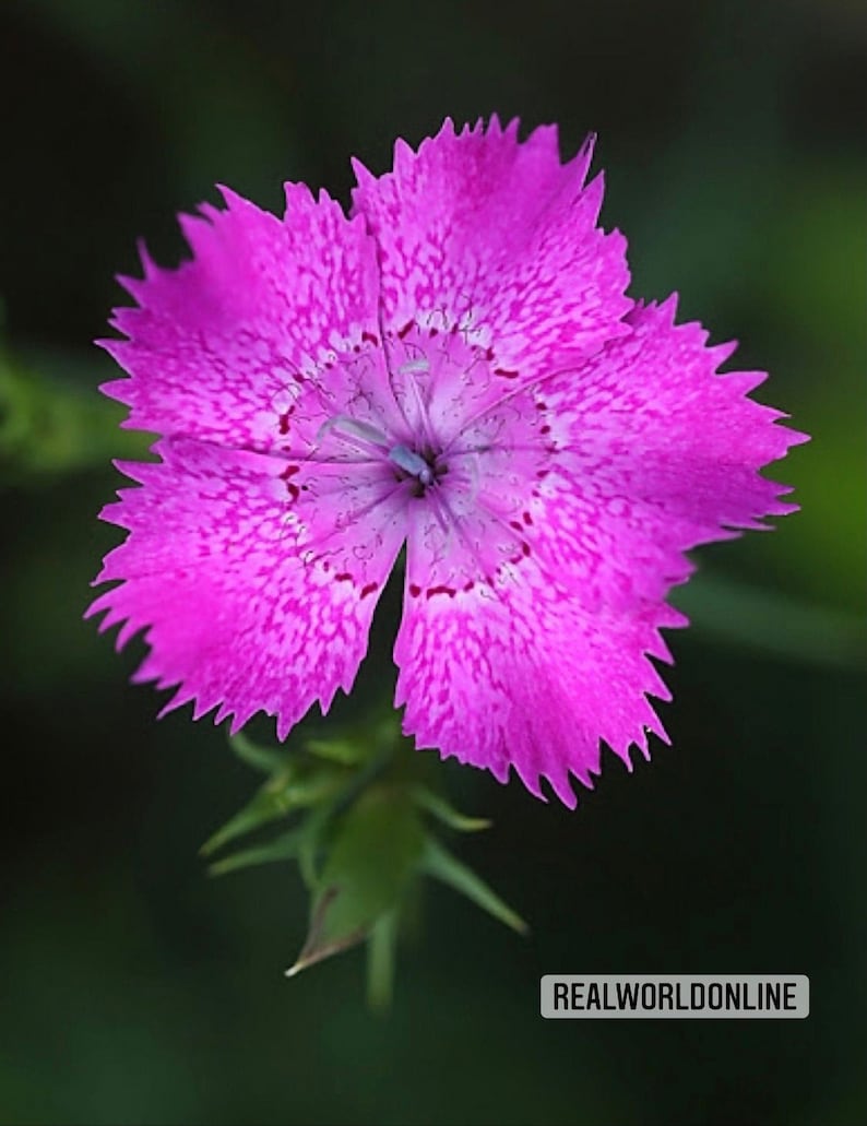50 seeds of CARNATION DIANTHUS SEGUIERI flower seeds high quality selected seeds tropical plant top image 1