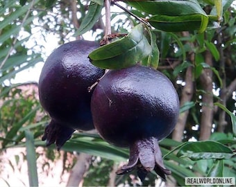 15 SEEDS of RARE BLACK POMEGRANATE + free rare seeds - high quality selected seeds - top ornamental plant