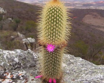 10 seeds of CACTUS arrojadoa marylaniae - SUCCULENT PLANTS - succulents - cactaceae - flower seeds - high germinability - seeds