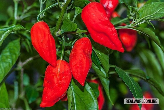 free seeds rare chili 50 rare seeds Chili pepper BHUT JOLOKIA RED high quality selected seeds top ornamental plant