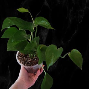 5&quot; Jade Pothos Plant with Establishing Roots / Epipremnum aureum / Beginner Friendly / Tolerates Low Light / Recently Repotted