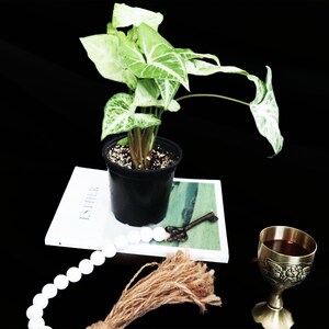 Syngonium podophyllum ‘White Butterfly’ Cutting with New Roots – Rare Arrowhead Plant | 4” 2&quot; Pot |  Stunning Veining