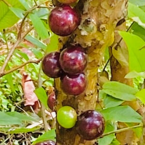 Myrciaria Red Hybrid Jabuticaba 15 Sementes